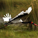 Thomas Storch Photo 26