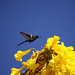 Lisa Bushy Photo 19