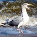 Anne Herring Photo 27
