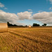 Crystal Wheat Photo 33
