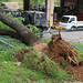 Evelyn Garrison Photo 39
