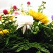 Jane Mcchesney Photo 18