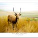 Dorcas Green Photo 23