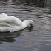 Glen Swan Photo 31