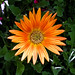 Charles Gerber Photo 35