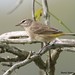 David Palm Photo 43