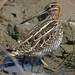 Marty Wilson Photo 43