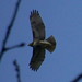Jesse Hawk Photo 31