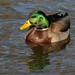 Judith Mallard Photo 11