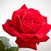 Harry Rosa Photo 29