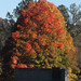 Cheryl Cornelius Photo 29
