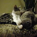 Andrew Nickels Photo 42