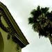 Thomas Palm Photo 31