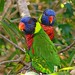 Thomas Parrot Photo 14