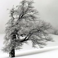 Mark Shearer Photo 2