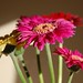 Marie Bunch Photo 26