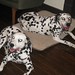 Rhonda Foster Photo 41