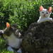 Alice Richards Photo 40