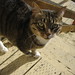 Alice Franz Photo 16