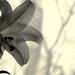 Lily Ortiz Photo 39
