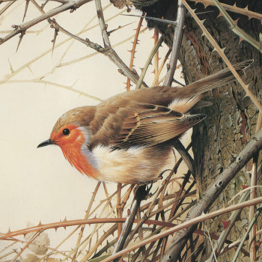 Robin Bird Photo 13