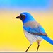 Jay Blue Photo 42