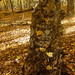 Lori Stump Photo 35