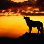 Mohamed Khaled Photo 25