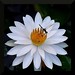 Trudy White Photo 41