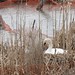 Leslie Swan Photo 39