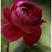Benjamin Rose Photo 40