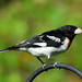 Suzanne Bird Photo 31
