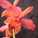 Rebecca Burr Photo 53