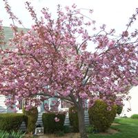 Linda Klink Photo 2
