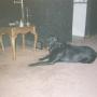 Steven Cowley Photo 22