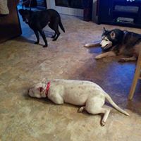 Debbie Hulsey Photo 6