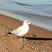 Martha Gilson Photo 15