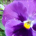 Pansy Summers Photo 18