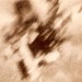 Harold Hankins Photo 25