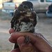 Roosevelt Sparrow Photo 14