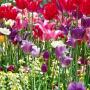 Pam Stover Photo 23