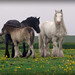 June Price Photo 43