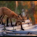 Clayton Fox Photo 35
