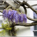 Thomas Nuttall Photo 32