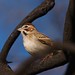 Barbara Sparrow Photo 26