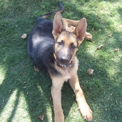 Sandra Saucedo Photo 14
