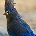 Jay Grove Photo 32