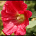 Holly Kerns Photo 32