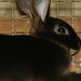 Rex Montgomery Photo 16