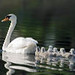 Ronald Swan Photo 27